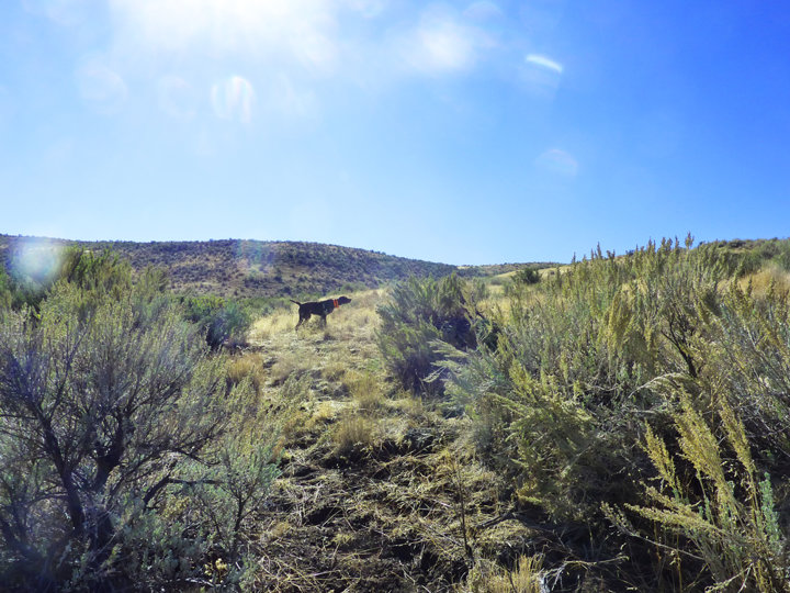 Cedarwoods Miss Liberty on a nice covey in Idaho south of McCall.