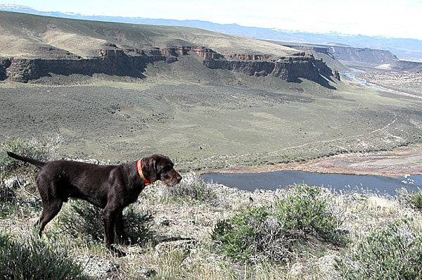 Cedarwoods First Offense standing chukars well above the East Fork of the Owyhee River.  This is just about as remote as chukar hunting gets.