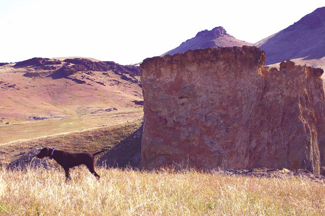 Cedarwoods A Cup Playmate on chukar showing her pose and totally steady nature following a covey location.  This is my grandson, Brett's dog.  Maybe in a few years he will be joining me on these hunts.