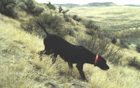 Cedarwoods Image of Jake (Jessie) during a chukar hunt in late November.
Chukar hunting is where the bird hunter sees a dog's absolute finest performances on wild birds.  No other bird hunting can rival the memories of a top chukar hunt.  Jessie is a NAVHDA Natural Ability and also a Utility Prize I performer.