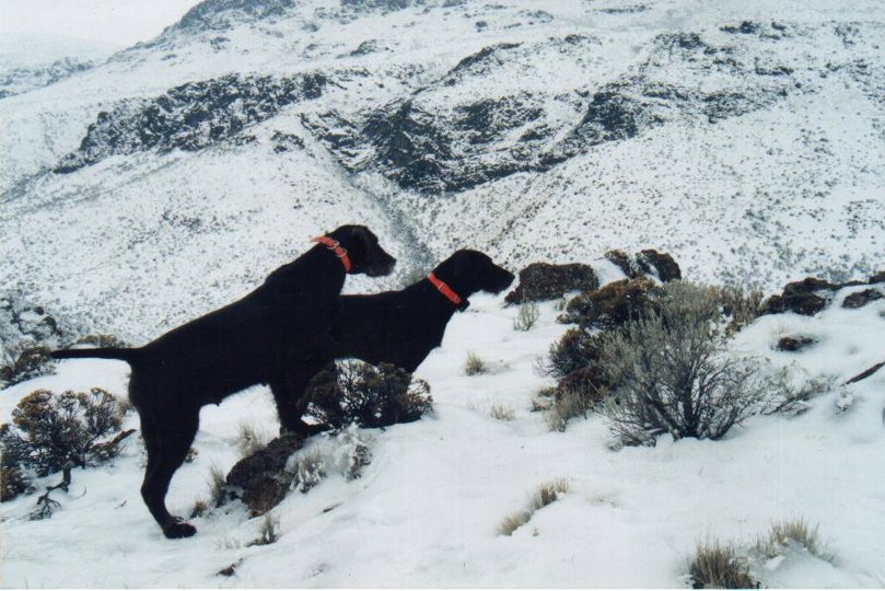Cedarwoods First Offense located these birds one snowing morning in Idaho and Cedarwoods Neon Playgirl crept some 50-100 yards before establishing a back on Tukr's find.    There were some steadyness discussions with Tatr following the flush, about her trying to steal Tukr's points.    Training never really ends and must be enforced continuously in the field on wild birds to maintain the top performances established from previous training days.