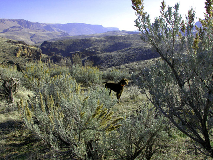 This is the formula a chukar hunter dreams of, having the birds between you and the dog.  The shots are much easier and more predictable from this scenerio.  Unfortunately it was only a single bird rather than a covey at the rise.