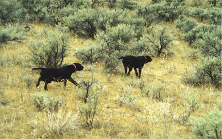 Cedarwoods First Offense (Tukr) is being backed by Cedarwoods Neon Playgirl (Tatr) on valley quail in Oregon's high desert country.
Valley quail are often found on the same hunts as chukar or hungarian partridge.  The Northwest may have some of our country's finest quail hunting with it's valley quail.