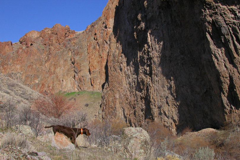 A much tougher scenerio as the birds are much lower than the dog and can easily escape by flying down and around as soon as the hunters presence is known.