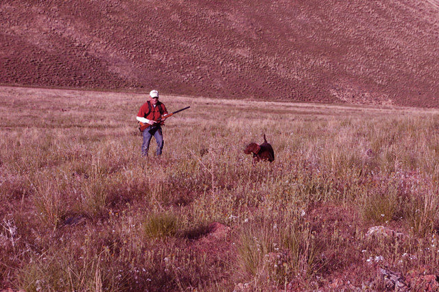 Prairie Trouts Calendar Girl (aka Zoey) has the perfect approach for the chukar hunter, which is having the birds uphill from the hunter