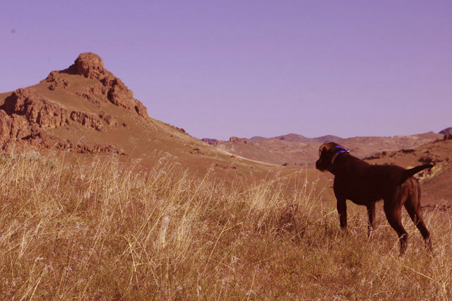 Killbucks Hot Playgirl standing chukar in Oregon's Owyhees.   This little female has the perfect scenerio for her hunter.    The birds are over the hill out of sight and have no idea they are being approaced by their one and only preditor.