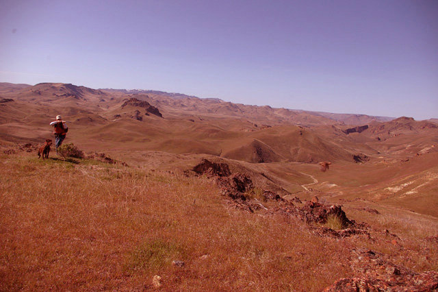A good shot off a solid point is what brings one back to the chukar hills year after year.