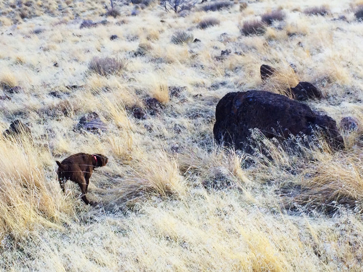 Nevada has some very diverse habital for chukar hunting and several annual trips has always given us splendid rewards.