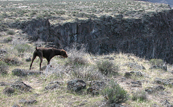 Pine Ridges Notty Girl on The Bruneau River flats.    These birds have already slipped off the cliff wall making them impossible to retrieve so none were shot.
