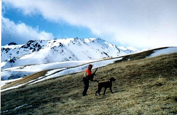 Cedarwoods Quincy Dan standing  a covey of chukar in northern Nevada.    Only the south slopes allow a hunter good footing in January; the north slopes can be trecherous as can be seen in the background.