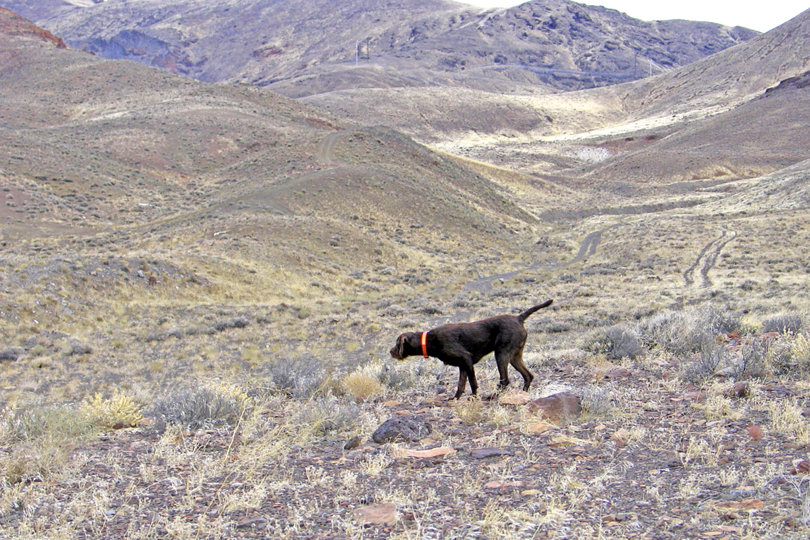 Dreamworks Granite (aka George) standing chukar in Idaho.  George is a NAVHDA Prize I performer in both Natural Ability and also Utility earning a perfect score in both.  Owned by Ellie Rock, George is a son of Cedarwoods First Offense and Dreamworks Brandy and shows the purpose he inherited here standing wild birds.