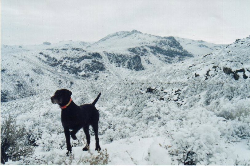 Cedarwoods Neon Playgirl (aka Tatr) standing chukar in January on an Owyhee bird hunt in Idaho. Slick, trecherous conditions are a setback on a day such as this.
