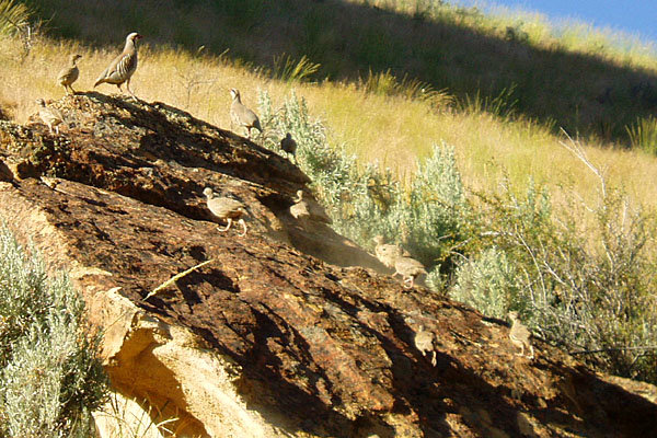 A covey of young chukar with mom in early July.  These birds will be full grown by November and be the best tablefare a wingshooter can hope for.   Well, maybe 2nd only to a ruff grouse.