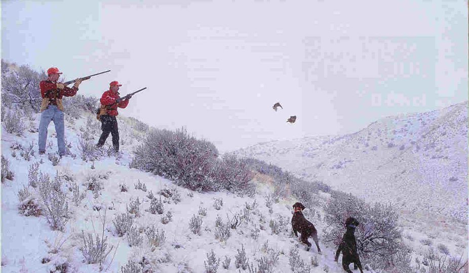 Cedarwoods Dusty Rose and Cedarwoods Blaze (in the early years of our kennel) doing their best to be steady to wing and shot during a snow storm in Idaho, on a December chukar hunt.
