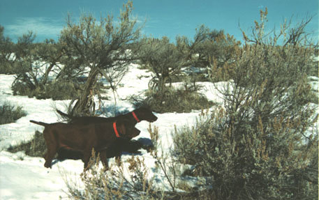Cedarwoods Dusty Rose and Cedarwoods Neon Playgirl on valley quail in Nevada in January.
Nevada offers chukar and quail hunting through January each season as does also both Oregon and Idaho making for a long upland season (September through January).