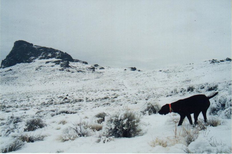 Cedarwoods First Offense hunting in the frost in January on Idaho's squaw butte.    This isnt snow, it's called hoarfrost that comes from frozen fog.