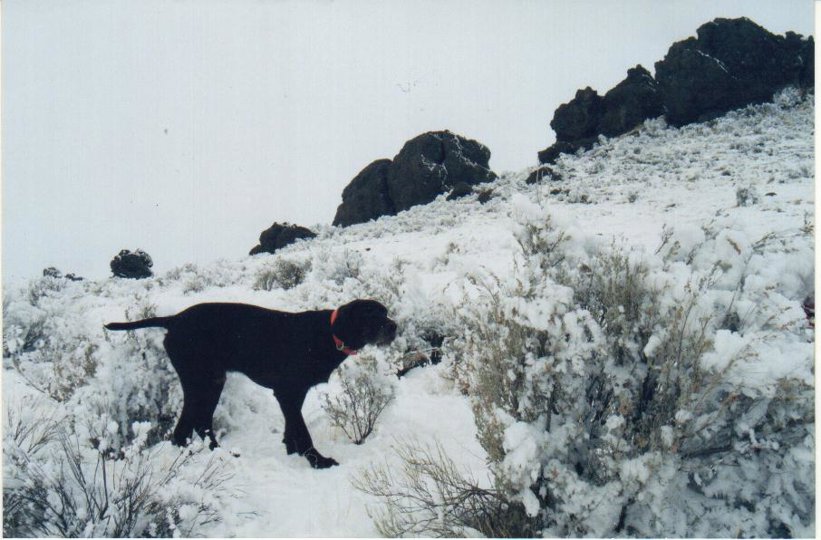 Cedarwoods First Offense standing a covey of chukar in a blanket of hoarfrost in January.  Idaho, Nevada, and Oregon late season chukar hunts bring extreme adverse weather conditions for both man and dog to deal with.