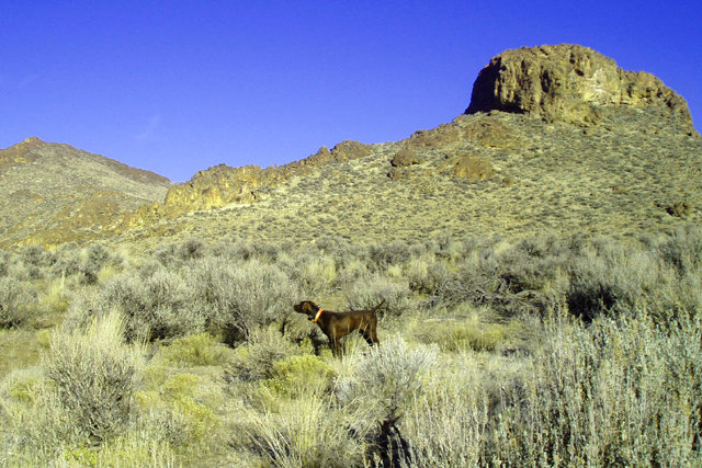 The last day of the 2006/2007 chukar season was 1/31/07.  This was a "red-letter" day for the chukar hunters in the Northwest as blue bird weather prevailed.  Ten days in a row of serious chukar hunting will make the next seven months of nonhunting much easier to handle with memories such as this to reflect to.