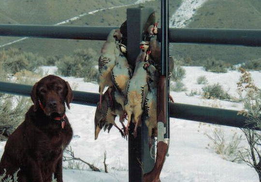 Cedarwoods Dusty Rose with her last limit of chukar.    These birds were taken with a 28 gauge as could only be done over a dog such as "Dusty".