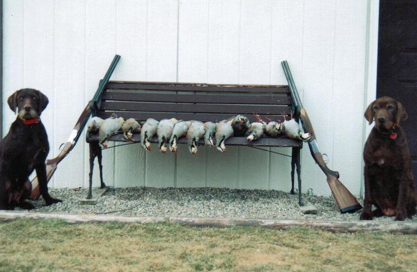 Cedarwoods Neon Playgirl (Tatr) and Cedarwoods Dusty Rose (Dusty) back at the kennel following a successful chukar hunt.