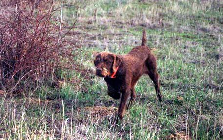 A young Cedarwoods Amadeus at 8 months of age on hungarian partridge in October.  This dog grew up to earn a NAVHDA NA & UT Prize I along with first place trophies in NSTRA field trials.