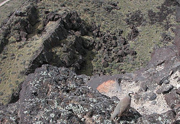 This is the enemy !!!    This one is soon to explode down the canyon wall like a missle.   Only those scattergunners with quick reflexes can swing fast enough to get the drop on a fast escaping single chukar.   Some of those new to the sport of chukar hunting would never shoot a bird on the ground.  A true veteran chukar hunter's motto would be something like "on the ground, in the nest, or in the egg; it's all about revenge" !!!!!
