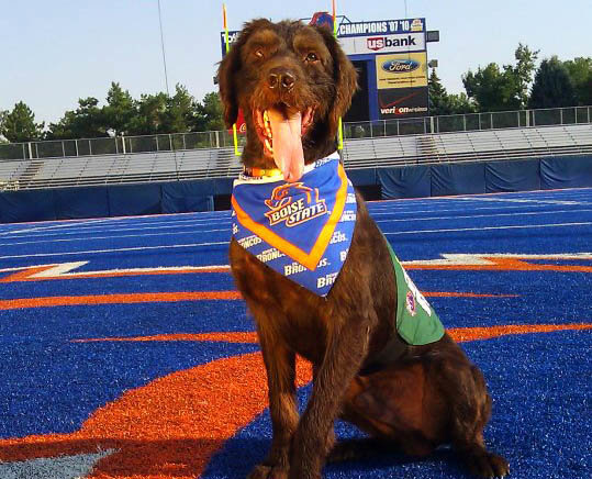 When asked to retrieve the kicking T after kickoffs at all Boise State home football games we grabbed our top retrievers and went to work.  Earning first string honors was Cedarwoods Sharp Shooter (aka Eli).