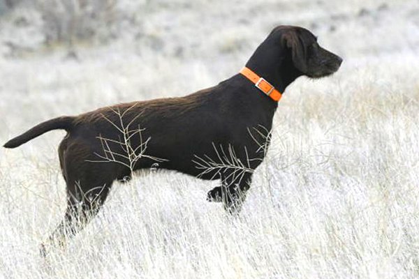 Coopr patiently standing a wild pheasant while his owner, Brian O'Keefe of Frenchglenn, Oregon gets the memory on film.  Coopr is out of Cedarwoods First Offense and shows his father's phenotype as a near mirror image.  A NAVHDA perfect score performer, 112 points and a Prize I, Coopr is from a breeding we anticipate repeating each year; Cedarwoods First Offense to Cedarwoods Hot Playmate (a very strong linebreeding).