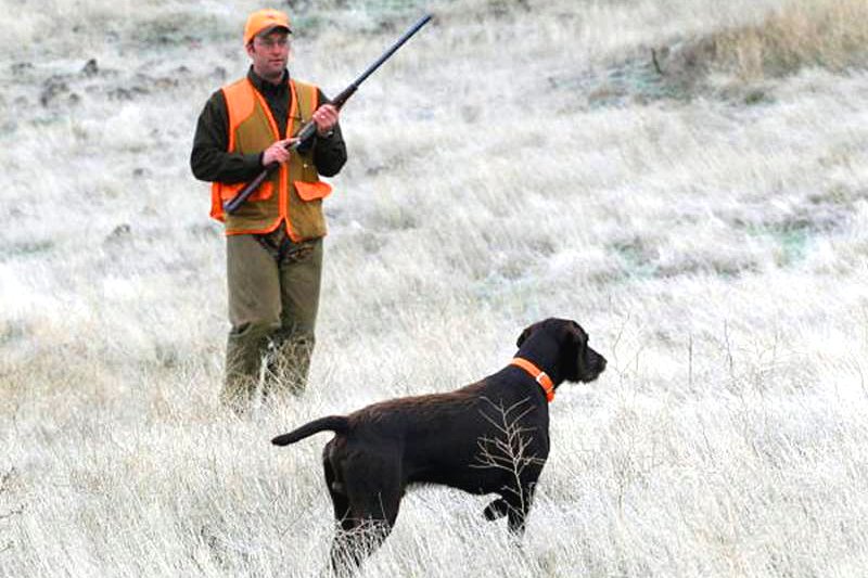 Brian lets his hunting buddy move in on Coopr's find so he can record the moment as a perminant memory on film.  Is it a rooster or hen?