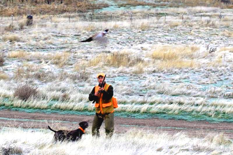 It's a rooster and only Brian and his hunting buddy know how the rest of this story unfolds.  The distraction of having to wait for a safe shot after the bird clears the cameraman always adds a little extra confusion for the wingshooter and often for some good ribbing at the end of the day.  Brian is a professional photogragher, so I'm still waiting for the final picture of this sequence.
