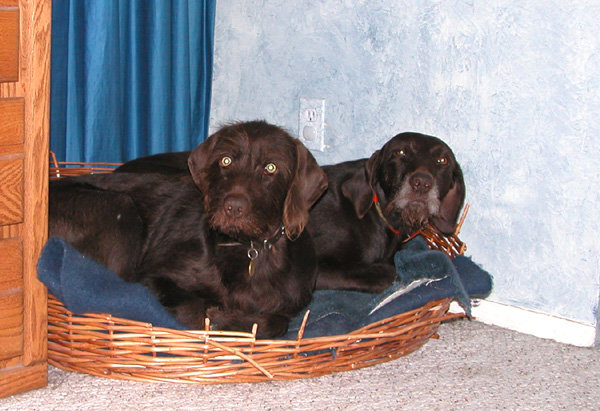 Cedarwoods First Offense (aka Tukr) is forced to share his dog bed with one of his daughters, Cedarwoods Princes Josee (aka Bella).  Bella is owned by our dear friends  Jon & Julie Hickerson from La Grande, Oregon and a regular visitor during hunting season; when Jon joins us for chukar hunting.