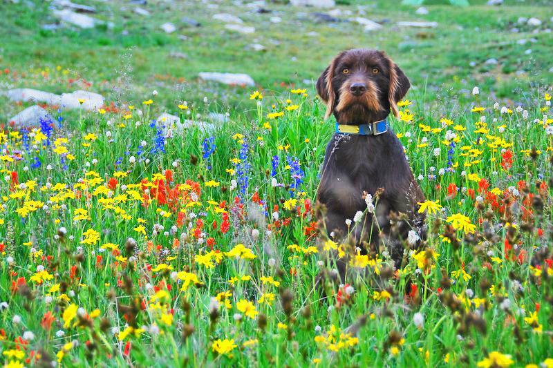 Idaho's high country flourishes every spring with an abundance of wild flowers and makes a special place for a pudelpointer's pose.