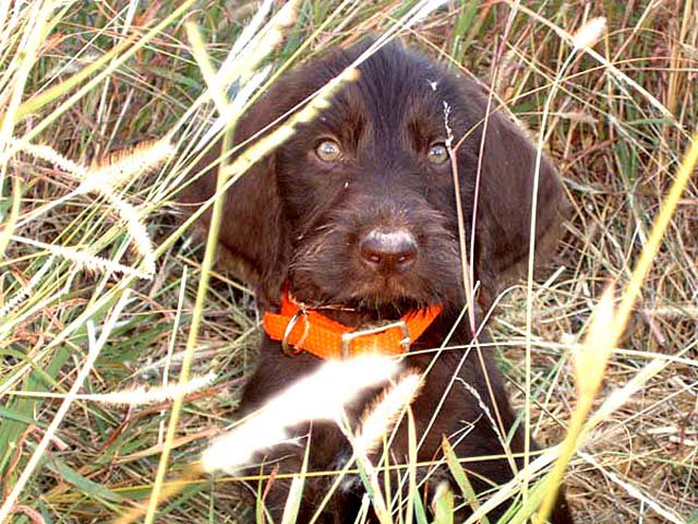 Joe Westervelts Cedarwood pudelpointer at a very young age peering through the grass in Oklahoma.    "Bosco" can be seen in the next 3 pictures groing up and then finally as a graduate of the Delmar Smith training kennels in Oklahoma.