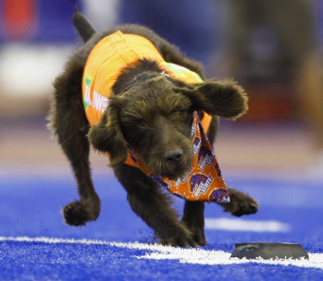 Eli shown here grabbing the T off the famous Boise State "blue turf".  In the 2 years performing in front of 35,000 screaming fans, Eli made over 100 perfect retrieves.  Boise State went 12-0 our first year with a Fiesta Bowl win and 11-1 our second with a Las Vegas Bowl win, so there were plenty of kickoffs at all the games.