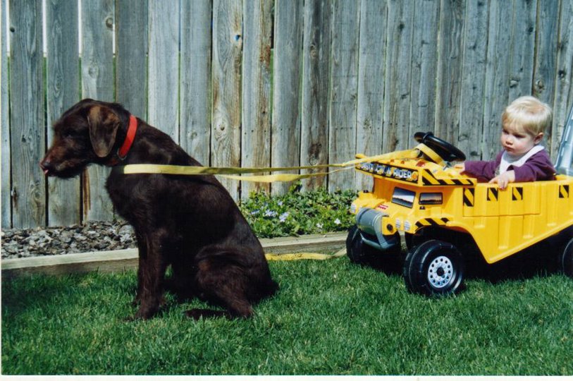 Rick & Brooke Littrell's Cedarwood Caledar Girl(aka Cally) shown giving 2 year old Brett a tip around the yard.  Cally was 11 years old in this picture and was still a "working girl".