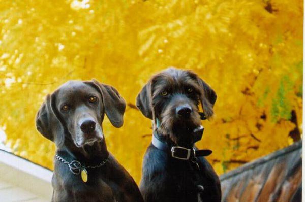 Jon Hickerson's 2 ladies again on a fall afternoon in LaGrande, Oregon.   These 2 dogs show how different the facial hair can be in pudelpointers.  Kai, on the left is no longer with us after 12 years of hunting and caring for Jon & Julies daily needs around the house.  She will be missed and also hard to replace.