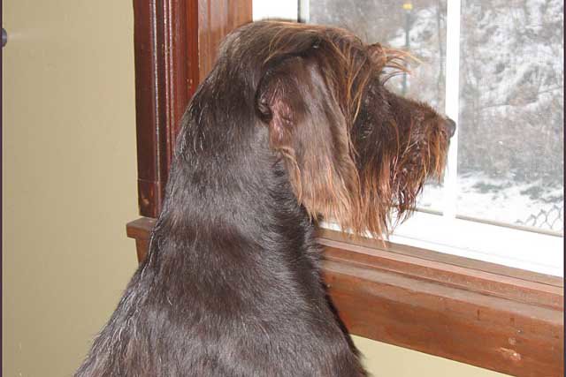JB McCabben's pudelpointer Jauger dazing out the window and is probably looking at or dreaming of birds running everywhere.