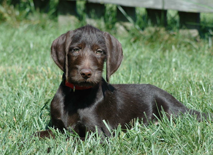 Martin Daugherty's young PP pup, Cedarwoods Hawkey lounging in the grass in Kentucky.