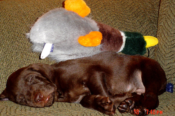 Jan Christen of Pennsylvania wasted no time when starting his new pudelpointer into a vigorous training program.  Looks like both the 7 week old pup and the duck have both had all they could take after the first day's workout.   Jan had his pup retrieving across the room on his first day, after Wyatt's long plane ride from Idaho.  The duck is nearly as big as Jan's new puppy.