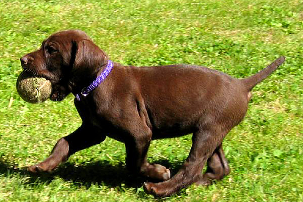 Walt Fosters young pudelpointer showing off one of his inherited indeces while retrieving a ball accross the yard.
