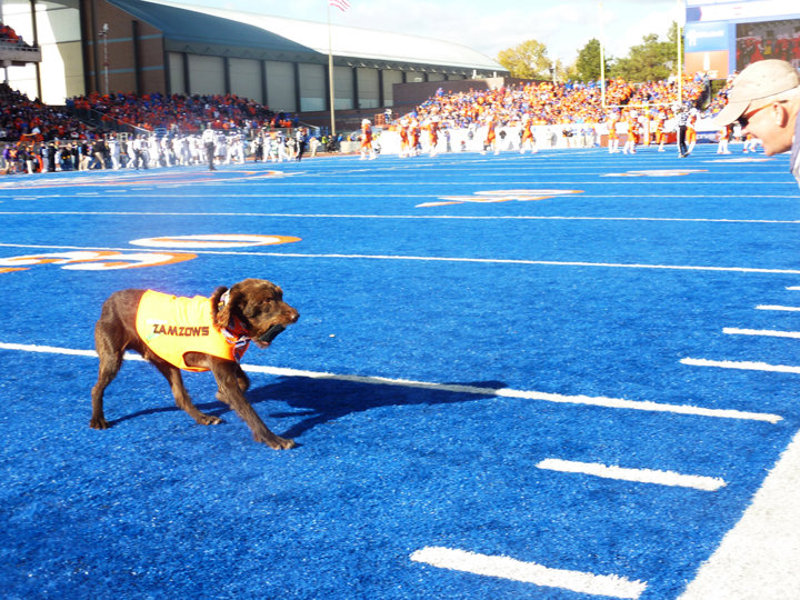 Eli was nearly as popular as Kellan Moore (BSU's QB) here in Boise.  The roar when he reached the T was nearly as load as the team's touchdowns.  I almost put him on the ballot for mayor of Boise as he would have been a sure winner.