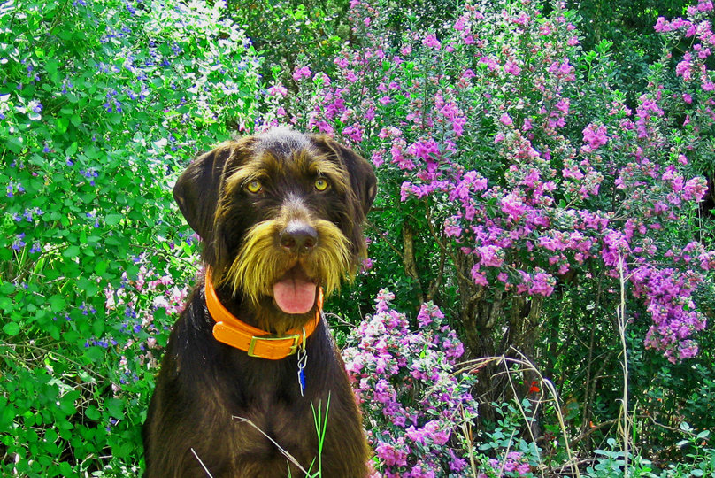 A very sincere pose next to some beautiful wild flowers.