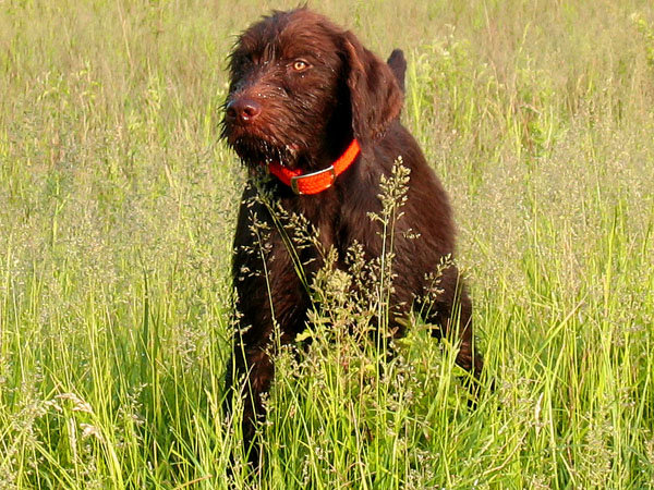 JB McCabben's young pudelpointer, "Jauger" establishing an intense point in Texas.