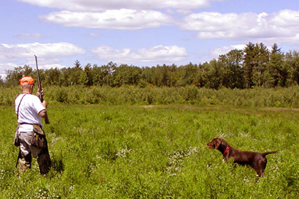 Paul Bailey running his Cedarwood pudelpointer "Hoby" in a NAVHDA Utility test.  Paul and Hoby reside in New Hampshire and hunt all parts of North America.  Hoby is Paul's first hunting dog and he and Hoby have earned a NAVHDA Prize I in Natural Ability and also a Prize I in Utility.  Congratulations to a first time handler !!!!