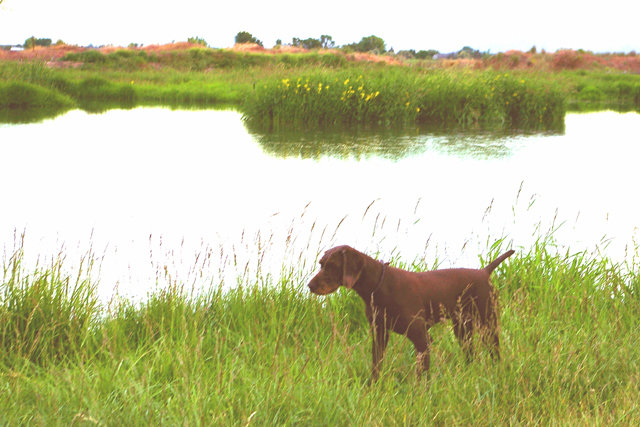 Jerry Meacham's pudelpointer Jadr.  Jadr is Jerry and his wife's constant household companion when not on a hunting excersion with Jerry in Arizona, Nevada, Idaho, or Oregon.