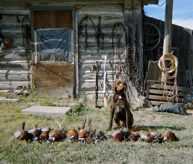 Jim Randall's pudelpointer Greta posing with the a backdrop of the "old west"