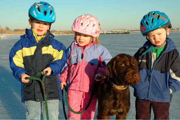 Donald Devine's young PP male with his 3 youngsters in New Jersey.    This young male shows the same  intense focus in his eyes seen in his father, Cedarwoods First Offense (aka Tukr).  This young dog earned a perfect 112 score in his NAVHDA 
Natural Ability test and a Prize I and a whopping 195 Prize II in Utility the next month while still under one year old. age.  This dog was named after a Chesapeake I used to AKC field trial:  Koko Kohi of Idaho.