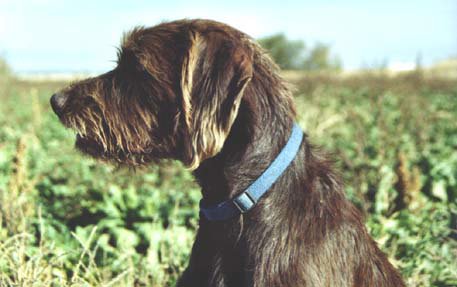 A profile picture of  Bryce Farris's Pine Ridge Rudy.    This is the coat and facial furnishings of most of our pudelpointers.  Rudy has earned both a NAVHDA NA Prize I and UT Prize I and finds his home with Bryce & LeAnn Farris.