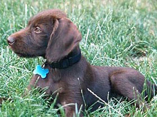 Ryan Wood's new Cedarwood youngster lounging in the grass in Colorado.