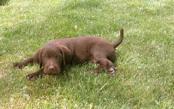 Don huffman's pudelpointer as a pupy.  This dog earned a NAVHDA Natural Ability score of 112 points and a Prize I when he grew up.  A beat\utiful dog out of Cedarwoods Zinfindel by Cedarwoods Quincy Dan.